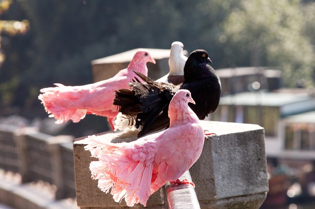 中超11月最佳球员候选：法比奥领衔，王燊超、吴曦、侯森在列